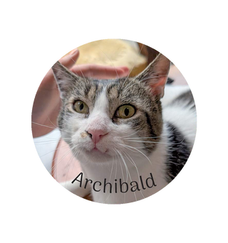 Magnet Archibald - Colmar
