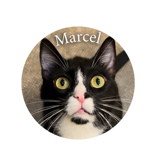 Magnet Marcel - Aix-en-Provence