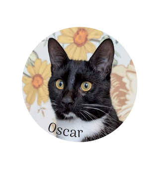 Magnet Oscar - Colmar