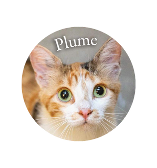 Magnet Plume - Aix-en-Provence