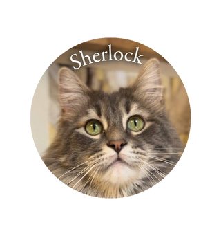 Magnet Sherlock - Aix-en-Provence