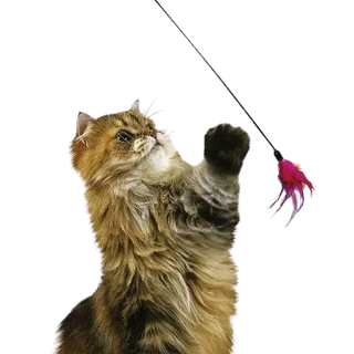 Canne à Pêche Chat - Plumeau Rouge